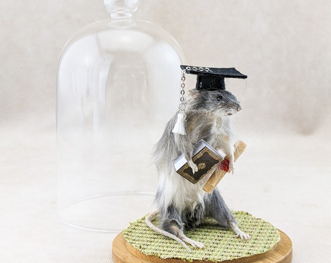 Graduation Mouse Glass Dome  Taxidermy Oddities Curiosities Collectible preserved present gag gift humor display funny decor specimen