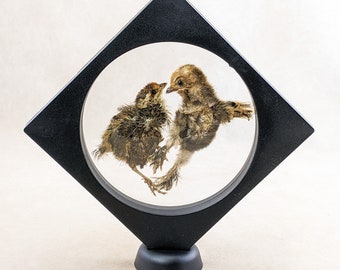 W100L Dancing Quail Chick love birds display specimen bird curiosities floating specimen bird chick curiosities oddity Home Decor Oddities