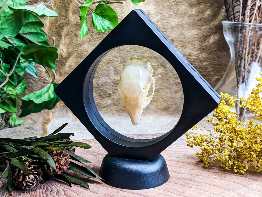 Squirrel Rings Floating Taxidermy Squirrel Skull Floating Display Specimen Collectible ...
