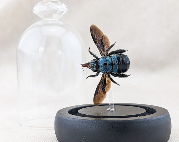 Blue Carpenter Bee Taxidermy Oddities entomology dome specimen nature winged insect bug collector nature entomologist Apiarist