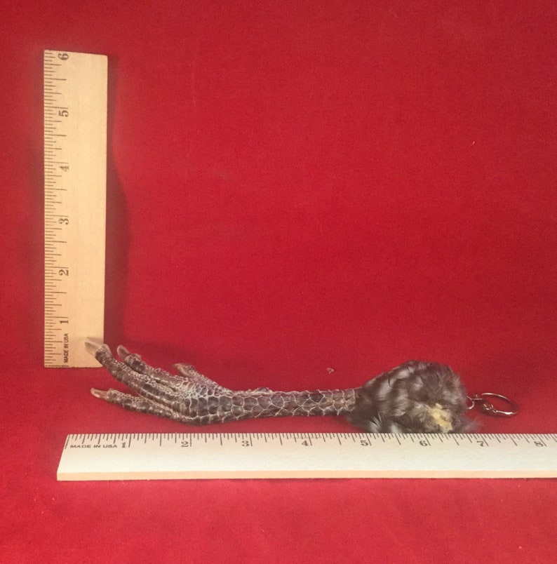 Q1 Taxidermy Chicken Foot Key Chain talisman voodoo pirate costume farmer collectible specimen