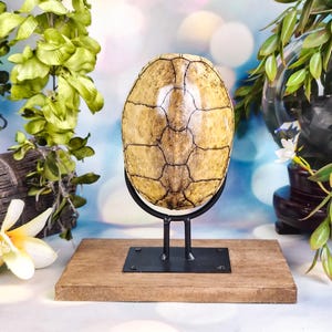 May include: A tan and brown turtle shell with a visible scute pattern, mounted vertically on a black metal U-shaped stand. The stand is attached to a rectangular wooden base, providing a stable display for the natural specimen.