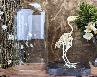 K70b (cj) Coturnix Quail bird skeleton decor TAXIDERMY Oddities Curiosities Dome Display collectible Educational Decor Preserved specimen