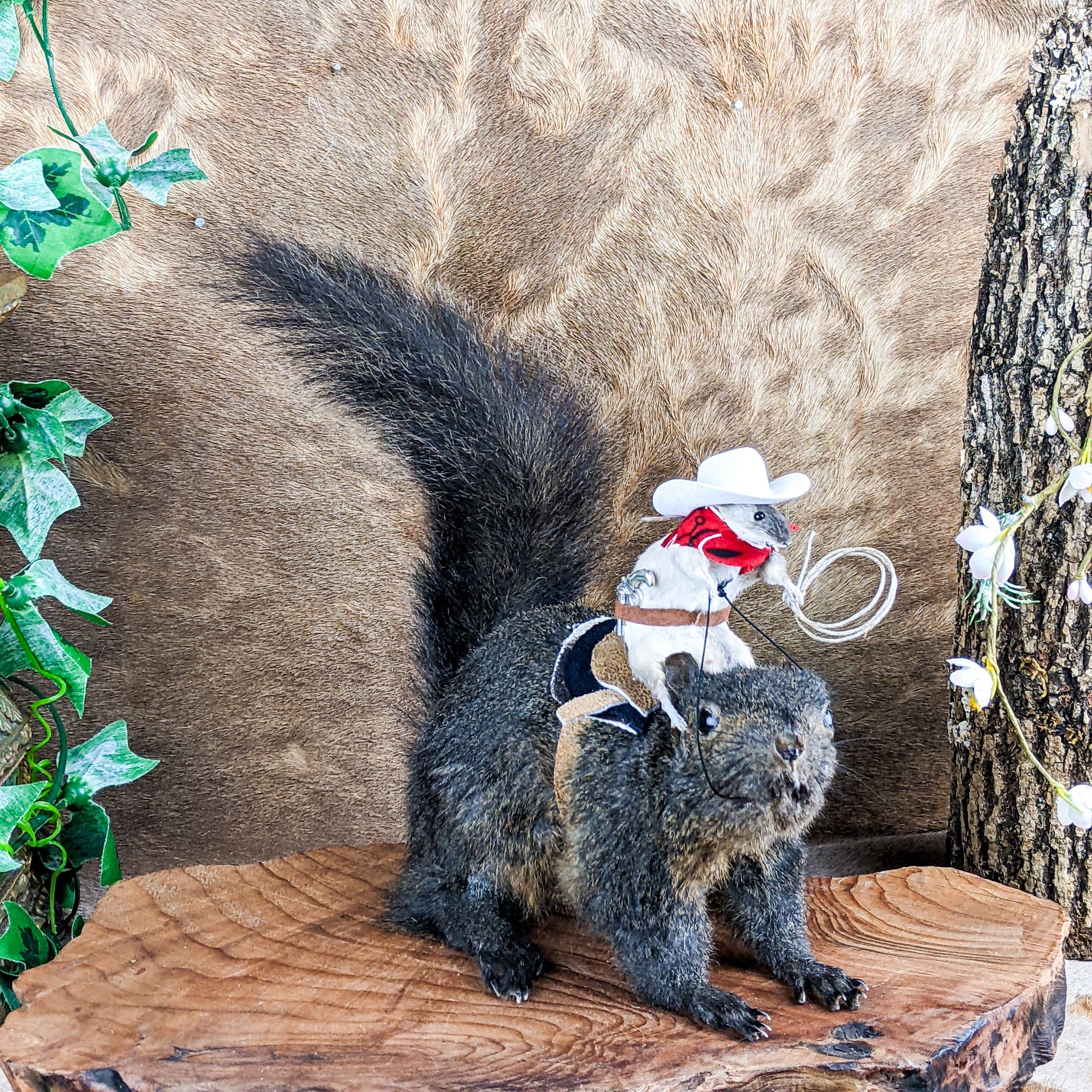Cowboy Mouse Riding Real Squirrel Cute Taxidermy Oddities Curiosities ...