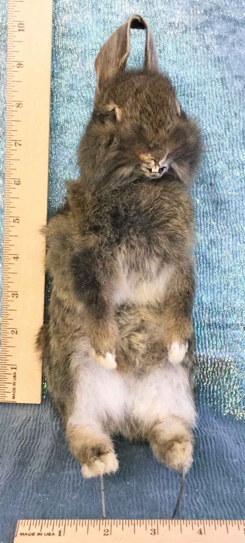 mixed colors-brown, gold, tan, white and black Taxidermy Baby Bunny Rabbit Standing w ears up cottontail R40h Mixed colors