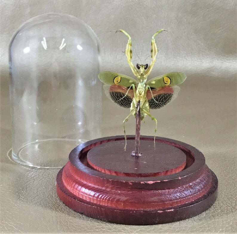 G79 Entomology Taxidermy Jeweled Flower Mantis Male Spread dome display specimen