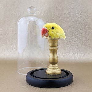 Lutino Ringneck Parakeet Head mount glass dome display Oddities curiosities Victorian specimen collectible Educational curiosity oddity gift