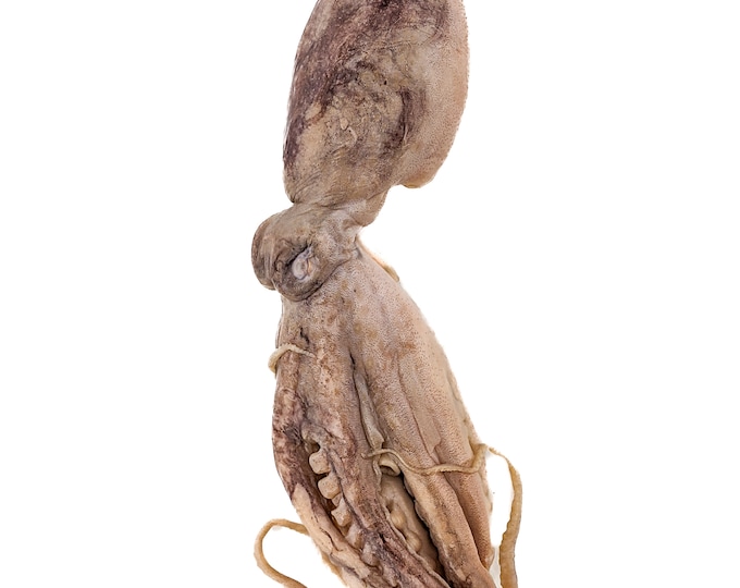 Octopus Wet Specimen  collectible display oddities curiosities taxidermy preserved specimen Educational Science biology display
