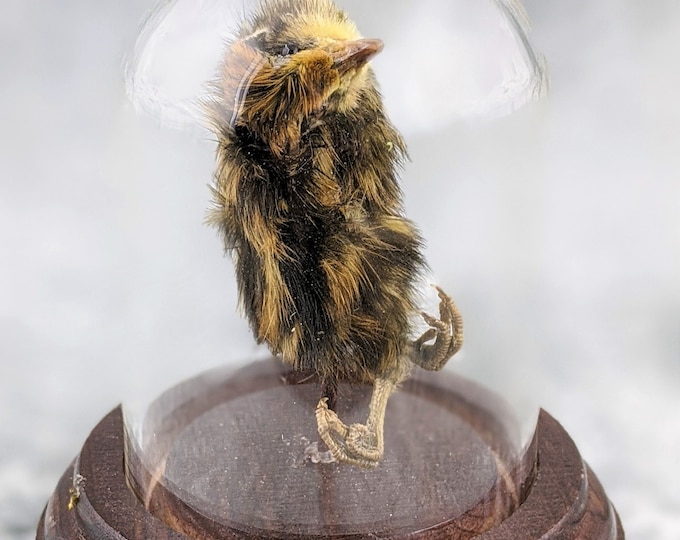O11 sale! Dancing  Quail Chick showcased in Glass Dome Display Taxidermy Preserved Curiosities Educational Decor Oddities Curiosity Oddity