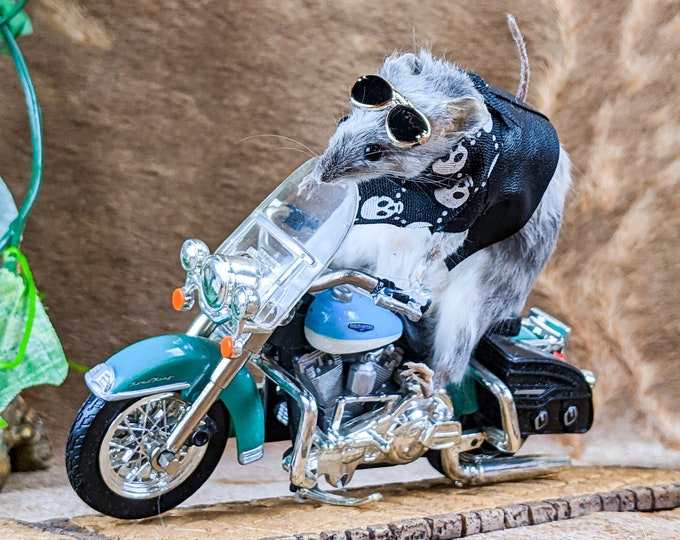 Motorcycle Biker Mouse Biker Chopper Taxidermy oddity collectible display preserved specimen mancave gag gift anthropomorphic funny
