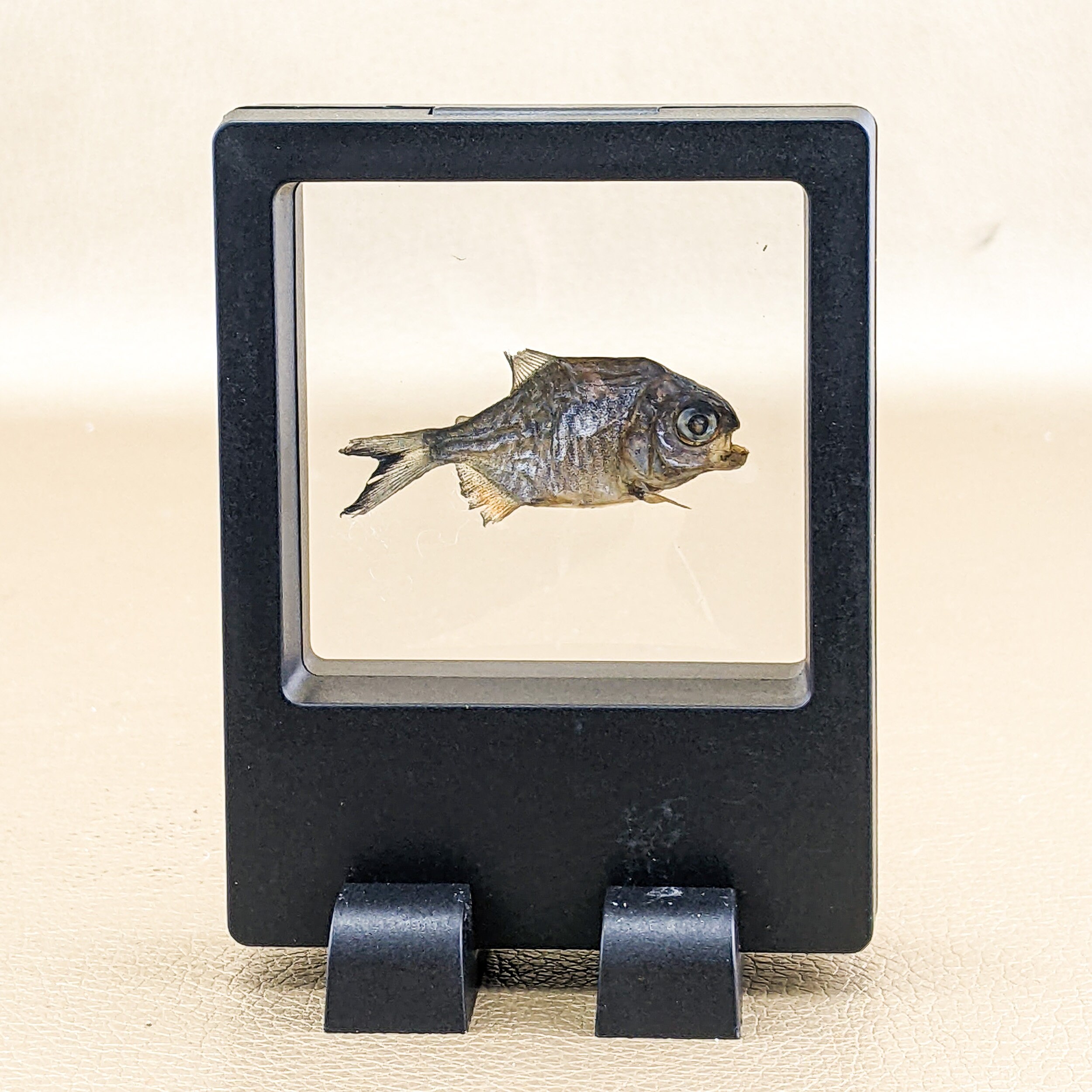g15a Real Baby Piranha Fish Floating display collectible Specimen