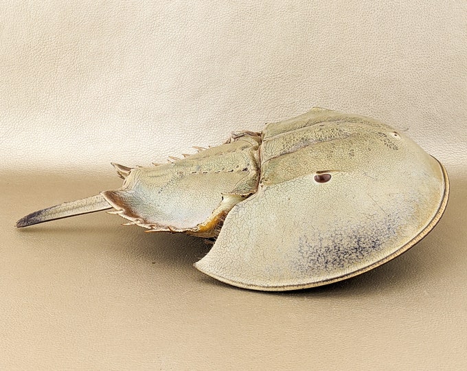 Damaged Real Horseshoe Crab shell Oddities Curiosities specimen  13+ preserved nautical educational curiosity cabinet oddity