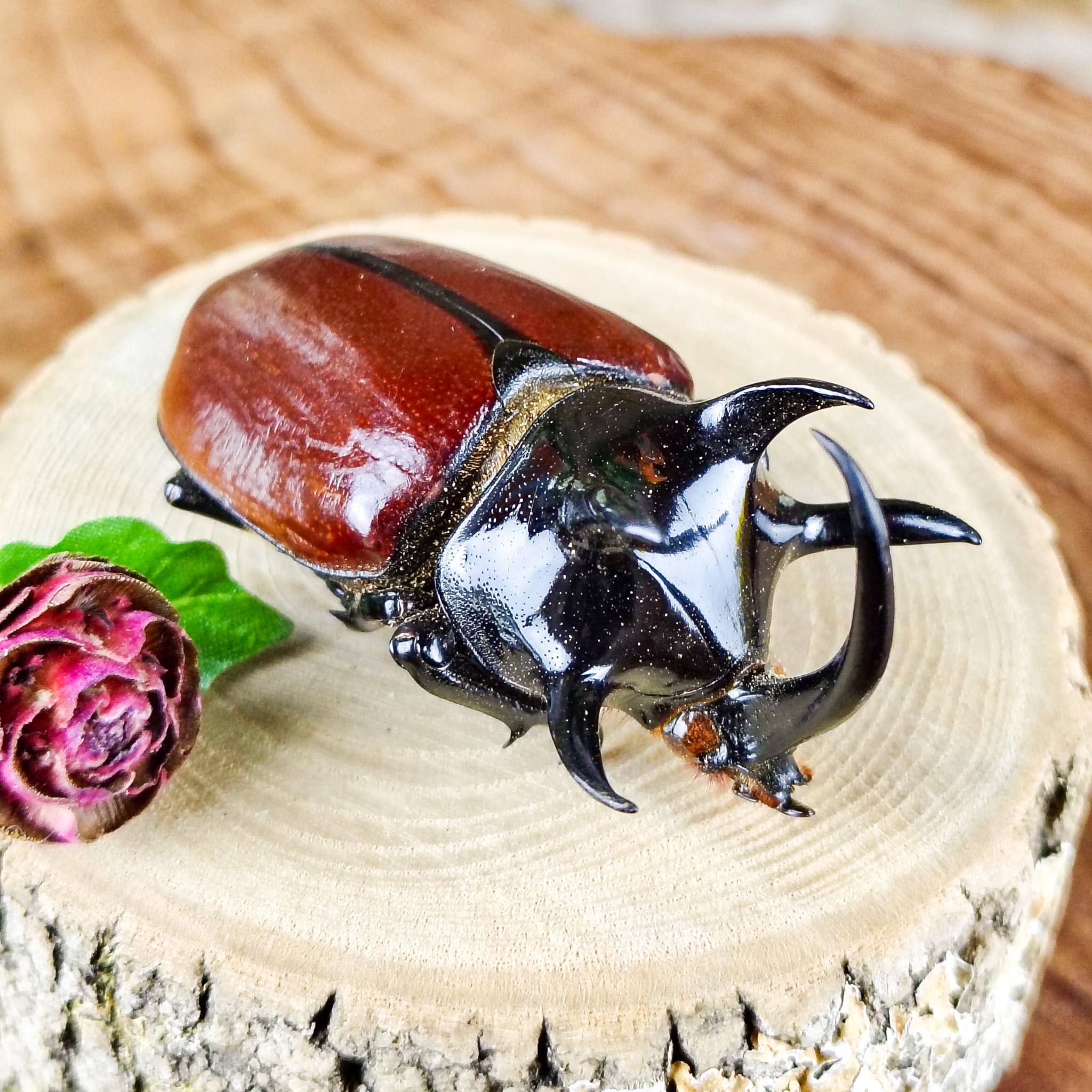 LG Atlas Beetle Chalcosoma Atlas Oddities Curiosities Preserved
