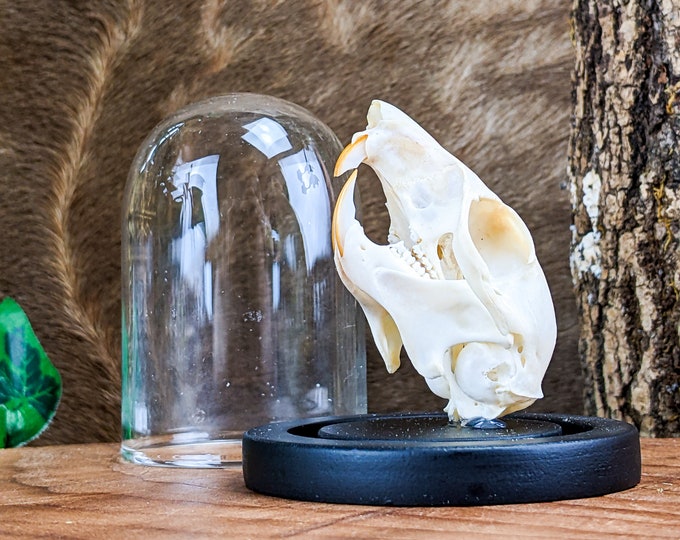 Grey Squirrel Skull Glass dome display Taxidermy Oddities Curiosities macabre curiosities cabinet educational bones skeleton oddity