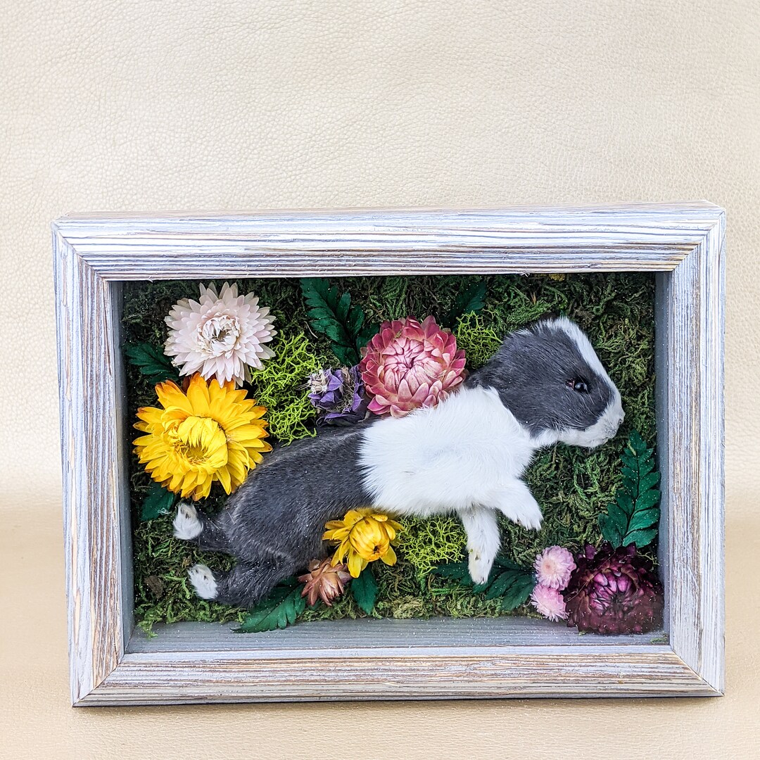 P81d Baby Preserved Rabbit Shadowbox Floral Decor Taxidermy - Etsy