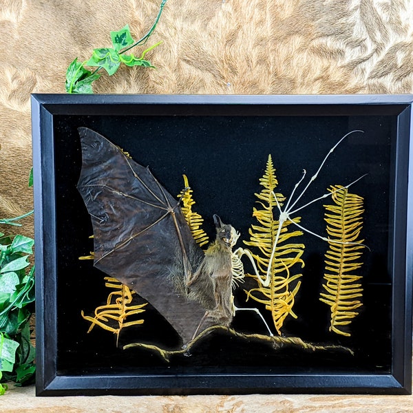 P10e (CS) Greater short-nosed fruit Bat Framed Display Oddities Curiosities Collectible Oddity curiosity Cabinet Educational Wall