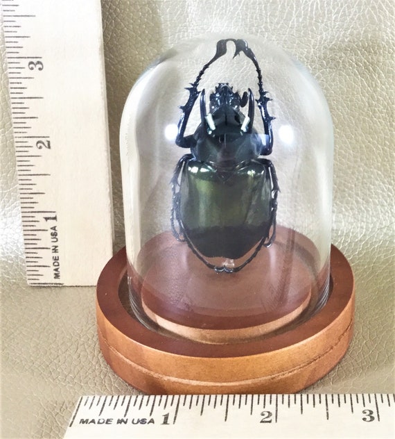 Lg Taxidermy Entomology Fighting Beetle Curiosity Collectible Glass Dome Lg Taxidermy Entomology Fighting Beetle Curiosity Collectible Glass Dome