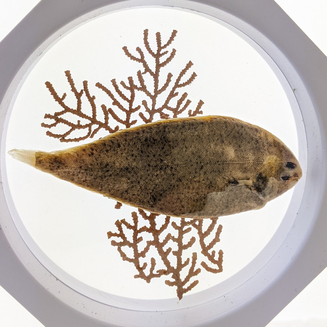I38 Fish Flounder Common Dab Floating Taxidermy Oddities - Etsy