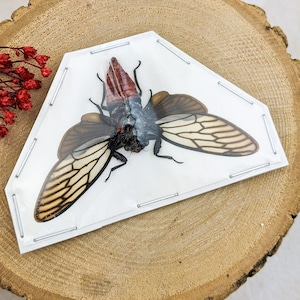 Red Devil Locust specimen entomology Taxidermy Locust Cicada Curiosities Educational Home Decor Insect preserved bug display gift