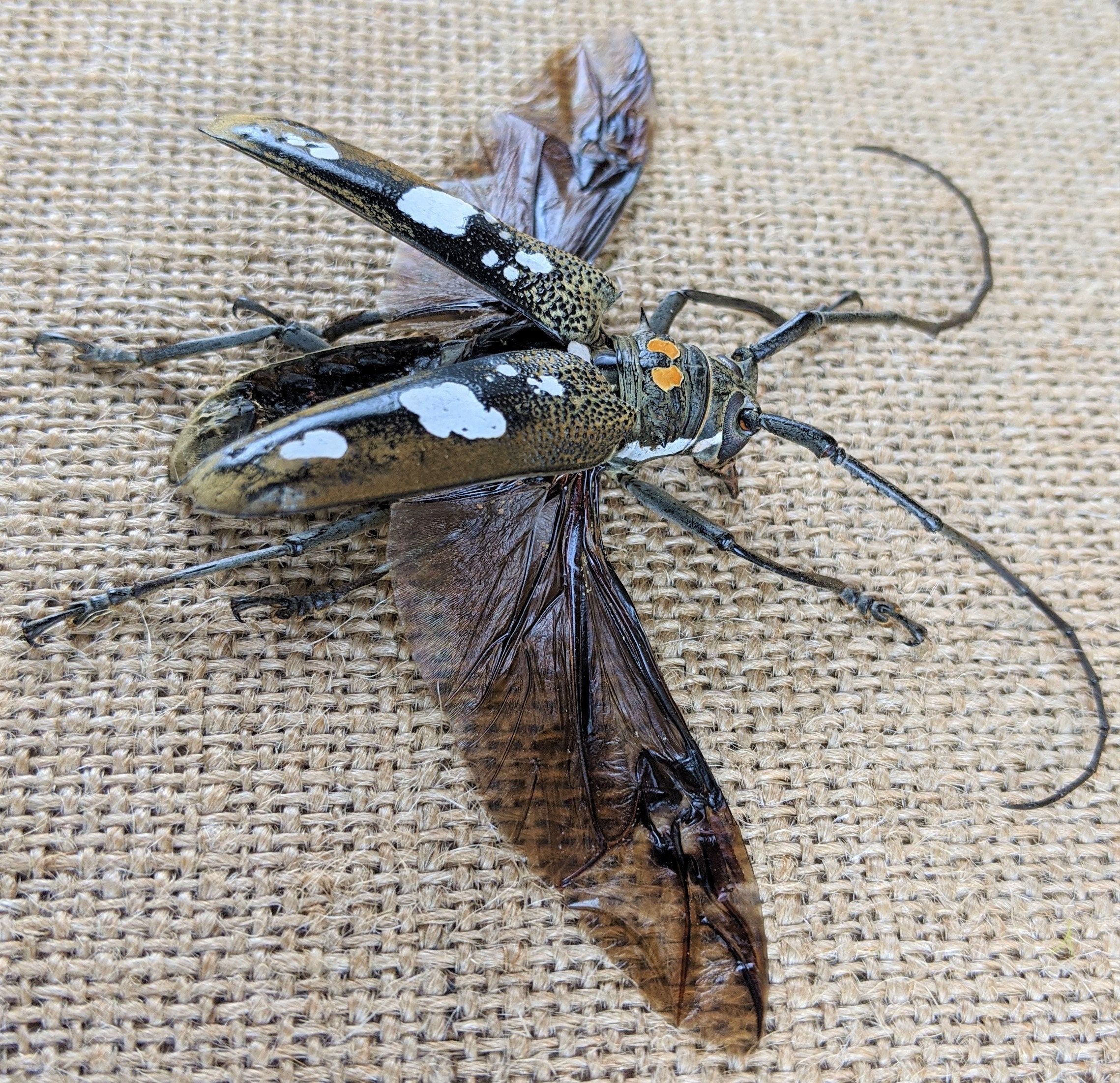 p85b Entomology Taxidermy Batocera Celebiana Framed Beetle Display ...