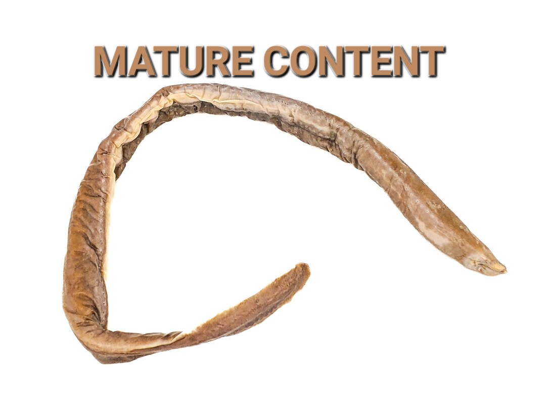 2 Hagfish Wet Specimen Nautical wetspecimen Preserved Etsy