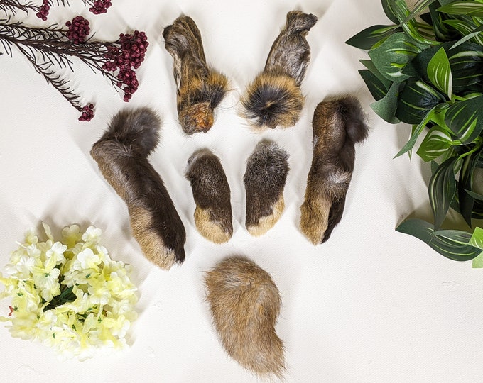 Real matched Rabbit Feet Tail & Ears (3") Taxidermy 1 set of 7 craft fur bunny props Collectible fur bunny preserved specimen