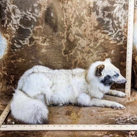 本日SALE！美品【THINK FUR】リバーシブルfox like fur Reduced! Artic Fox Taxidermy Display Oddities Curiosities