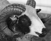Fine Art Photography - Jacob Sheep - 8x10  - Wall Art - Gift for a knitter