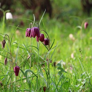May include: A group of purple and white flowers with green stems and leaves growing in a field of green grass.