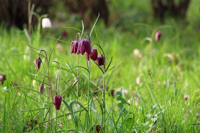 May include: A group of purple and white flowers with green stems and leaves growing in a field of green grass.