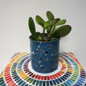 Peut inclure: Une petite plante succulente dans un pot en conserve bleu et blanc moucheté. Le pot a un fond blanc avec des mouchetures bleues, noires et dorées.