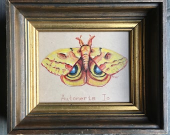 Framed Original Moth Illustration: Automeris Io.  Watercolor and colored pencil, signed by artist.