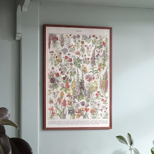 Poster: Flowers I / Botanical poster / Botanical poster
