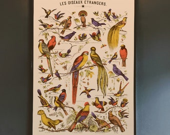 Puede incluir: Una impresión vintage de una colección de pájaros coloridos con el título "Les Oiseaux Étrangers" en francés. Los pájaros se representan en una variedad de poses, incluyendo volando, posados y en vuelo. La impresión está enmarcada en un marco negro simple.