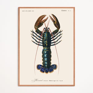 Poster: Aragosta (Homarus Vulgaris) / Poster / Stampa / Poster