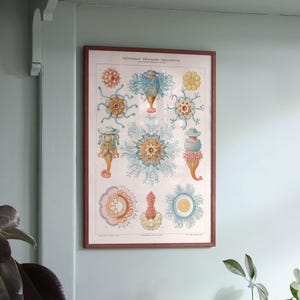 Affiche: Hydromedusen - Ernst Haeckel / Kwallenposter / Rariteitenkabinet / Museumposter