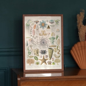 Poster: Oceanografie / Adolphe Millot - New Larousse Illustrated / Poster / Print