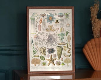 Puede incluir: Un póster vintage ilustrado con varias criaturas marinas, incluyendo medusas, estrellas de mar y anémonas de mar. El póster está enmarcado en un marco de madera marrón y tiene el título "Oceanoqraphie" en la parte superior.
