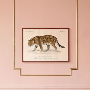 Póster: Jaguar - Felis Onca