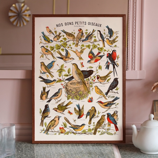 Affiche : Nos Bons Petits Oiseaux - Affiche scolaire / Poster / Print