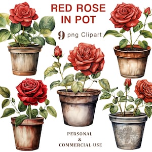 May include: Nine watercolour illustrations of red roses in pots. The roses are in various stages of bloom, with some buds and some fully open flowers. The pots are all different styles, some with a rustic look and some with a more decorative design.