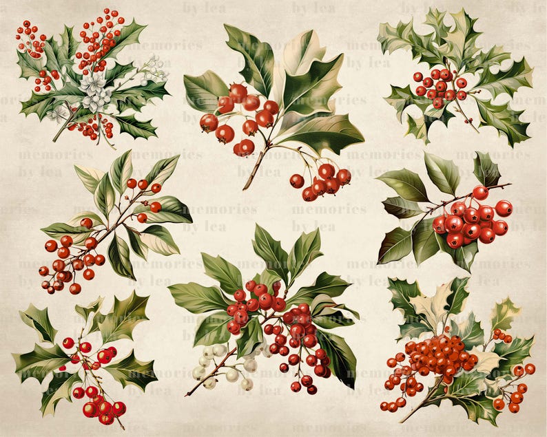Christmas Holly Leaves Clipart, Christmas Holly Berries PNG Clipart ...