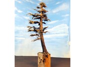 Curvy Tree with Wood Base and Nail poking out a Model Fir Tree Diorama, Natural Scenery Faerie Woodland