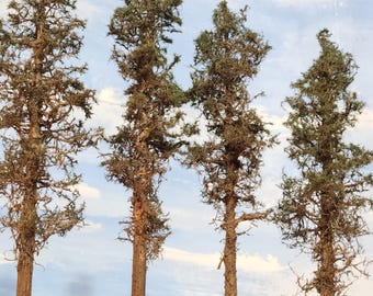 Pine Style Model Pine Trees, 8 to 10 Inches Tall, Four (4), Real Wood, USA made, HO & O Scale, layout, gift, forest, model, train, railroad