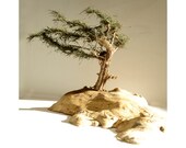 Windswept Tree on Myrtlewood Base Gift Table Sculpture Model Wood