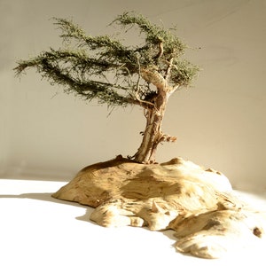 Windswept Tree on Myrtlewood Base Gift Table Sculpture Model Wood