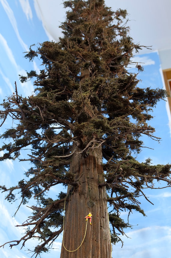 訳あってお買い得！30～80％OFF Redwood Tree, Model, 50 Inches Tall, Made-to-order, National 洋楽