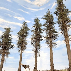 Modelo de pino estilo Lodgepole, 8 pulgadas de alto, cinco, madera auténtica, hecho en EE. UU., escalas HO y O, diseño, regalo, bosque, modelo, tren, ferrocarril