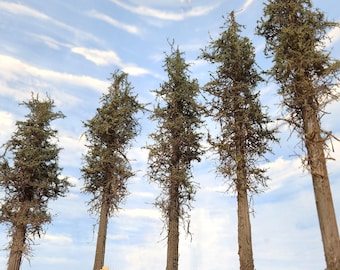 Lodgepole-Style Model Pine Trees, 8 Inches Tall, Five, Real Wood, USA made, HO & O Scale, layout, gift, forest, model, train, railroad
