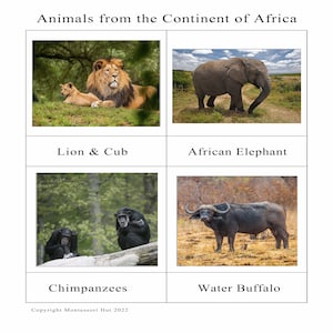 African Continent-Animals